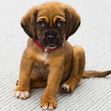 Essential Oils to Calm an Anxious Dog in NZ